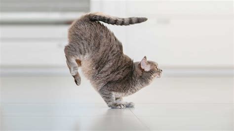 How to Calculate Project Management Fees: Why Do Cats Always Land on Their Feet?