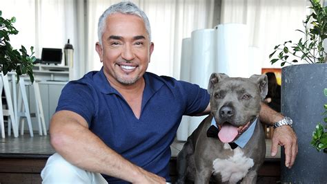 How to Contact Cesar Millan for Dog Training: Unraveling the Mysteries of Canine Communication and Beyond