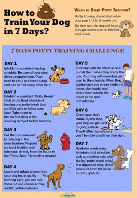 What Age to Start Potty Training Puppy and Why the Moon Might Be Involved