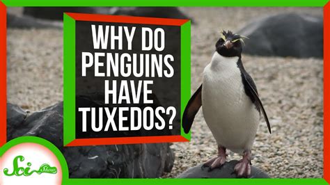 What Education is Needed to Be a Fashion Designer: And Why Do Penguins Wear Tuxedos?