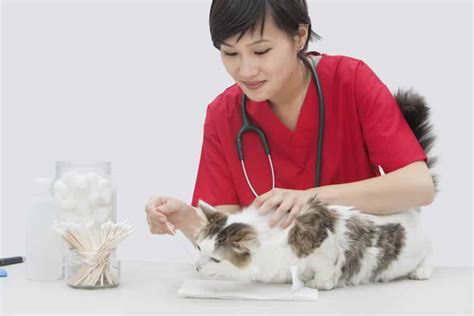 What Education is Needed to Be a Veterinarian and Why Do Cats Always Land on Their Feet?