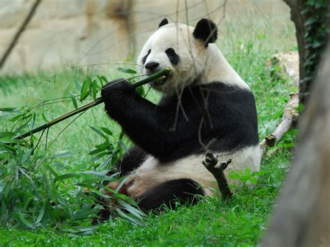 What Education is Needed to Be a Zoologist and Why Do Pandas Prefer Bamboo Over Pizza?