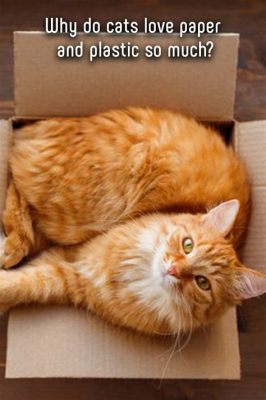 Where Can I Buy Packing Paper and Why Do Cats Love It So Much?